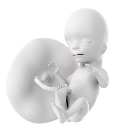medically accurate illustration of a fetus week 15の写真素材