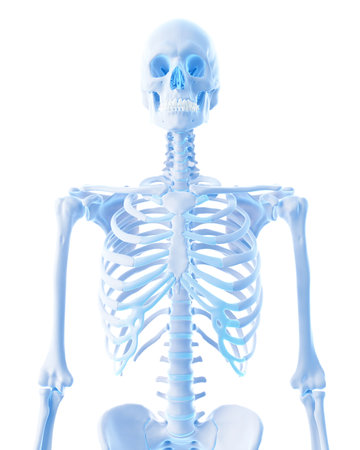 medically accurate illustration of the thoraxの写真素材