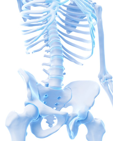 medically accurate illustration of the lower spine