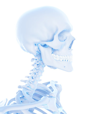 medically accurate illustration of the cervical spineの写真素材