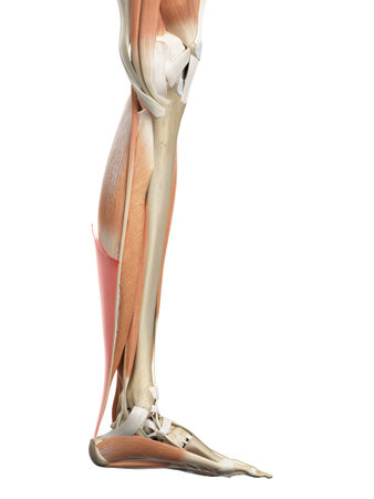 medically accurate illustration of the achilles tendonの写真素材
