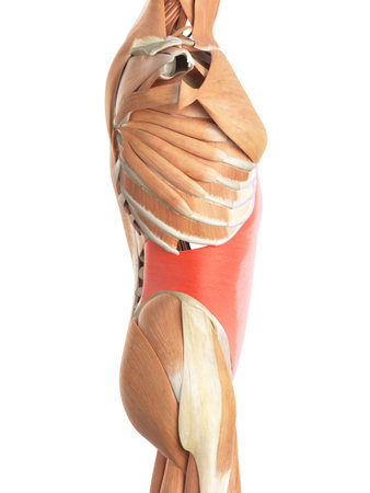 medically accurate illustration of the transversus abdominisの写真素材