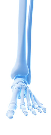 medically accurate illustration of the ankle bonesの写真素材