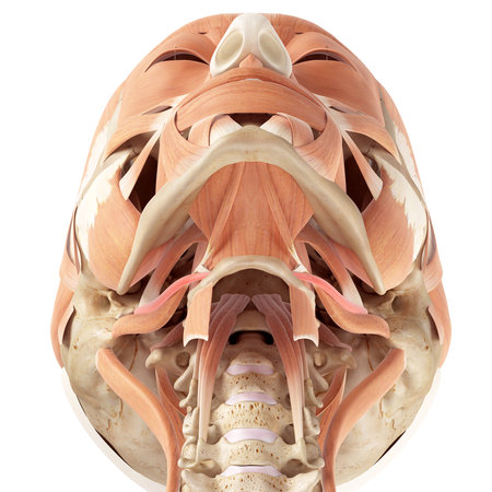 medically accurate illustration of the stylohyoid