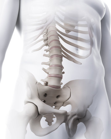 medically accurate illustration of the lumbar spineの写真素材