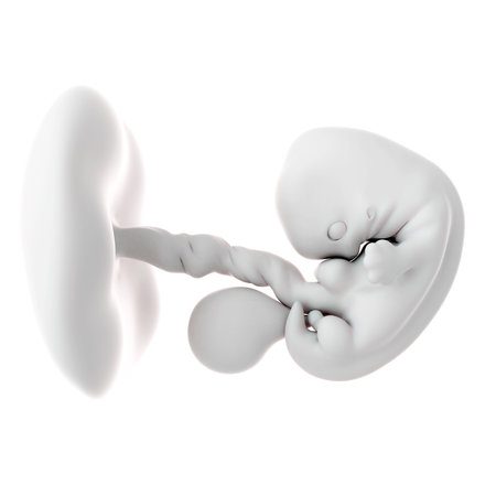 medically accurate illustration of a fetus week 7の写真素材
