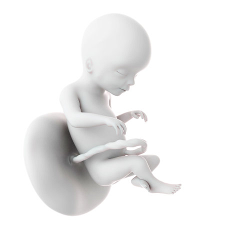 medically accurate illustration of a fetus week 20の写真素材