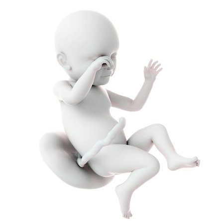medically accurate illustration of a fetus week 39の写真素材