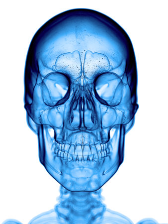 accurate medical illustration of the skullの写真素材