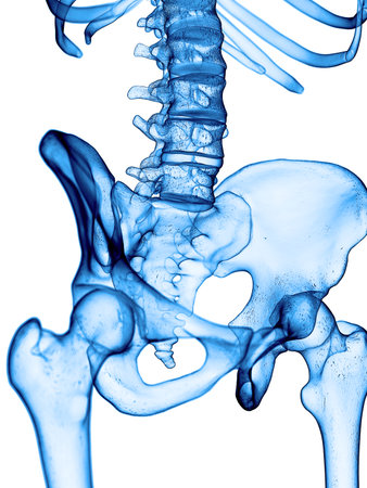 accurate medical illustration of the hip
