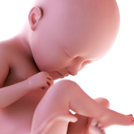 medically accurate illustration of a fetus week 35の写真素材