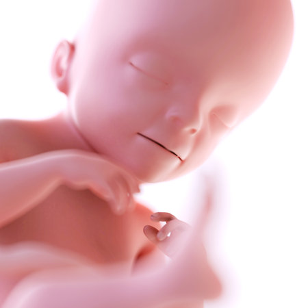 medically accurate illustration of a fetus week 21の写真素材