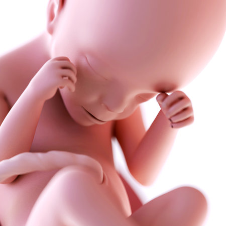 medically accurate illustration of a fetus week 24の写真素材