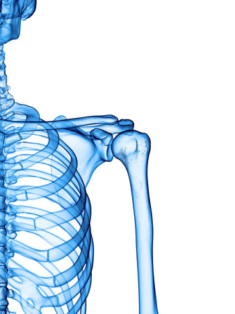 accurate medical illustration of the shoulderの写真素材