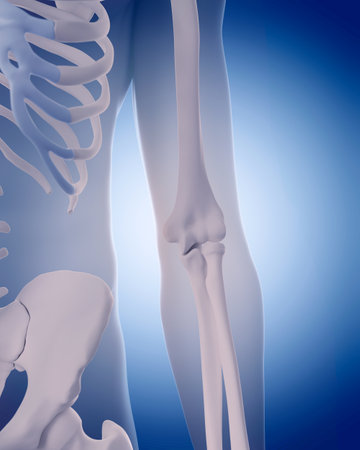 medically accurate illustration - bones of the elbowの写真素材