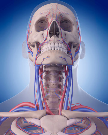 medically accurate illustration of the circulatory system - neckの写真素材