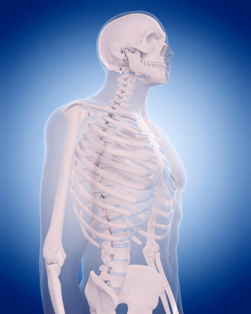 medically accurate illustration - bones of the thorax