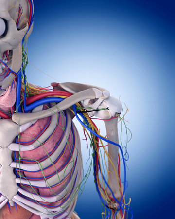 medically accurate illustration of the shoulder anatomyの写真素材