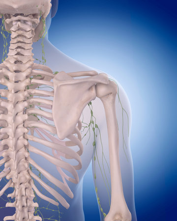 medically accurate illustration of the lymphatic system - the shoulder