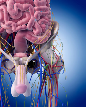 medically accurate illustration of the pelvic anatomyの写真素材