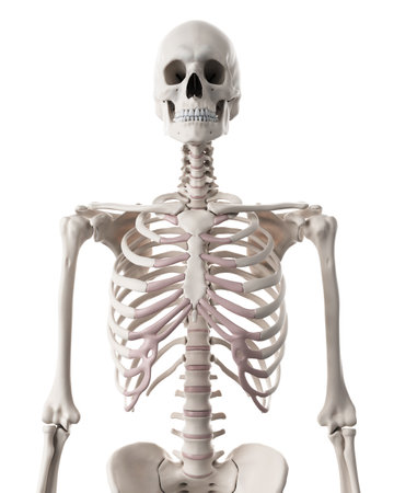 medically accurate illustration of the skeletal system - the thoraxの写真素材