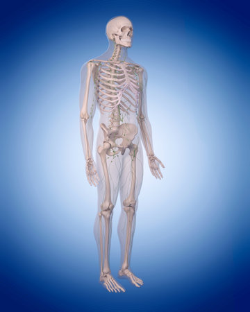 medically accurate illustration of the lymphatic system