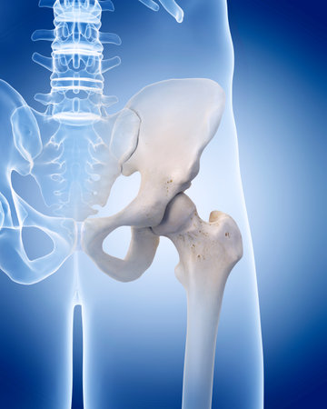 medically accurate illustration of the human skeleton - the hipの写真素材