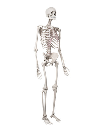 medically accurate illustration of the human skeleton