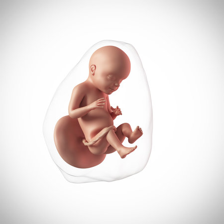 weekly development of a human fetus - week 28の写真素材