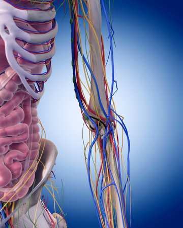 medically accurate illustration of the elbow anatomyの写真素材