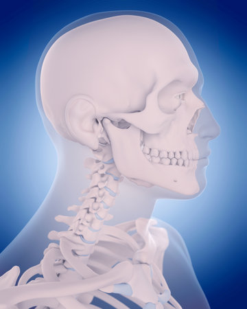 medically accurate illustration - bones of the neckの写真素材