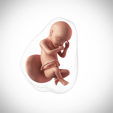 weekly development of a human fetus - week 30の写真素材