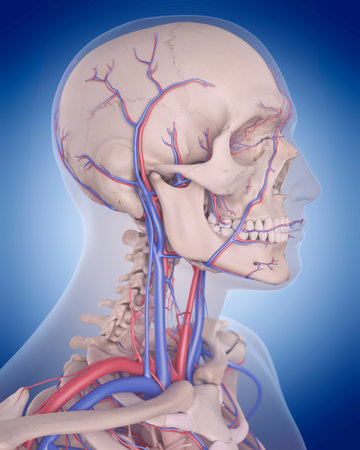 medically accurate illustration of the circulatory system - neckの写真素材