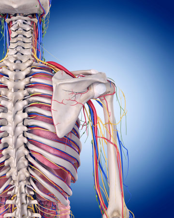 medically accurate illustration of the shoulder anatomyの写真素材