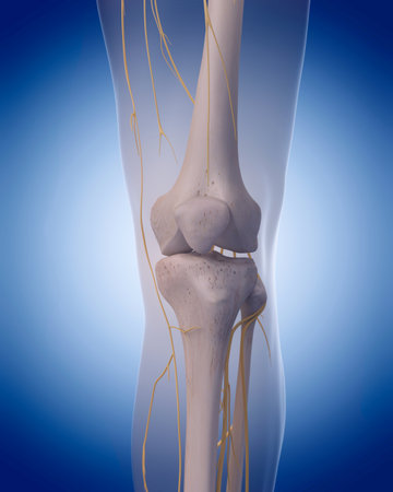 medically accurate illustration - nerves of the  knee