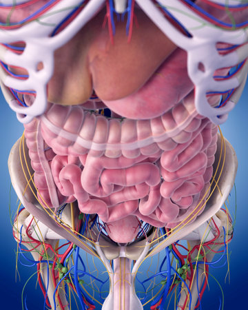 medically accurate illustration of the abdominal anatomyの写真素材