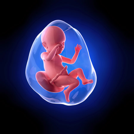 weekly development of a human fetus - week 39の写真素材