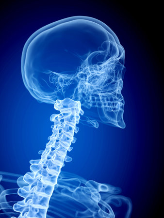 medically accurate illustration of the cervical spineの写真素材