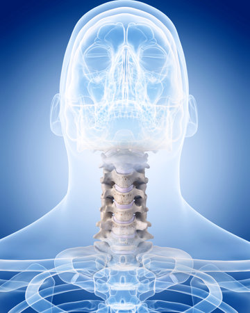 medically accurate illustration of the human skeleton - the cervical spineの写真素材