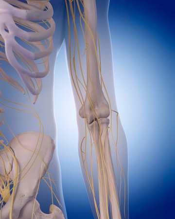 medically accurate illustration - nerves of the  armの写真素材