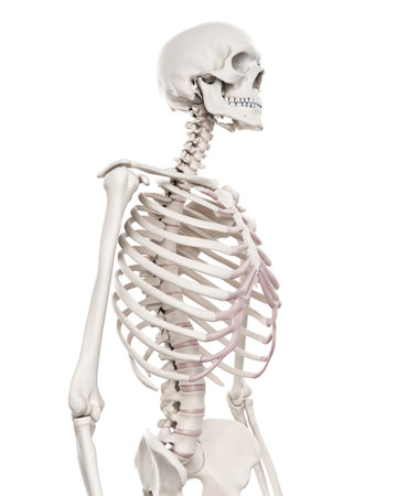 medically accurate illustration of the skeletal system - the thoraxの写真素材