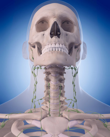 medically accurate illustration of the lymphatic system - the neckの写真素材