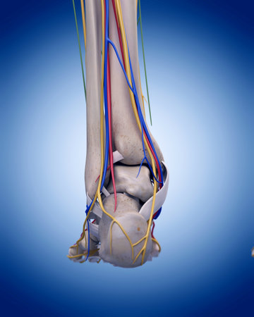 medically accurate illustration of the foot anatomy