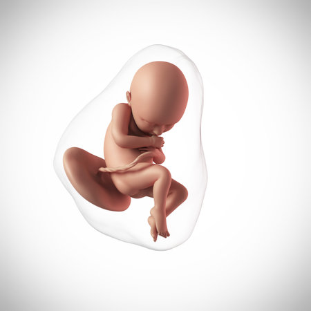 weekly development of a human fetus - week 36の写真素材