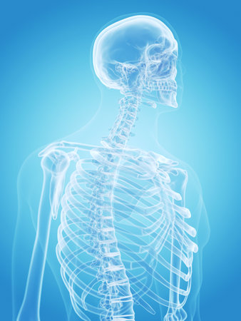 medically accurate illustration of the human skeleton - the thoraxの写真素材