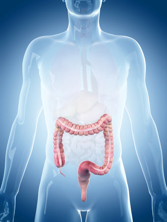 medically accurate illustration of the colonの写真素材