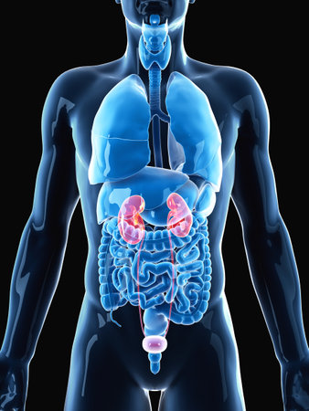 medically accurate illustration of the kidneys