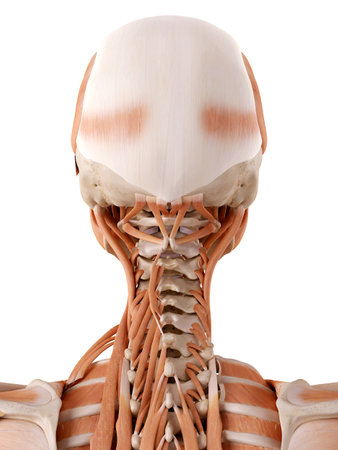 medically accurate anatomy illustration - neck musclesの写真素材