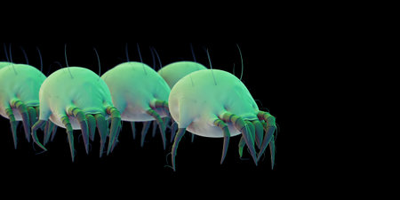 medically accurate illustration of some common dust mitesの写真素材