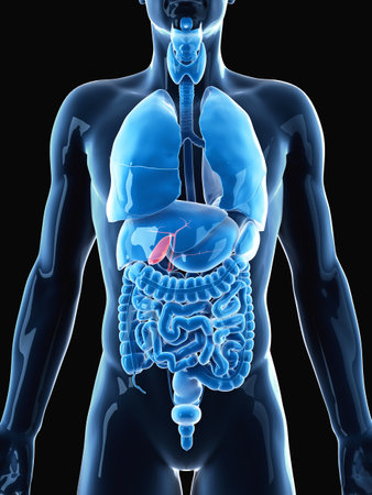 medically accurate illustration of the gallbladder